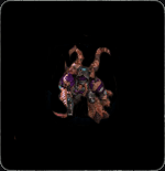 ̨�巢�����ֳ� �������嵥λ����