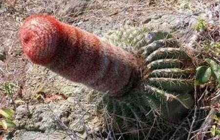 ĴȻ