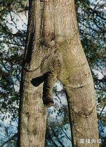 ĴȻ
