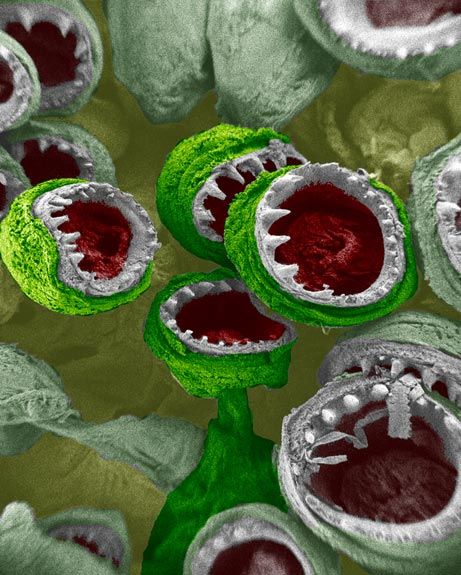 �����Ǿ����Ŵ�ĳ�����������ܣ�������������ܵ�ʵ�ʴ�С��ʵ����һ��ͷ��˿��ҪС�öࡣ���ŵ�����΢�� ...