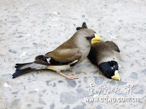 ���ջ�����ѡ08�ж��й�ʮ���� ����ǿ���...