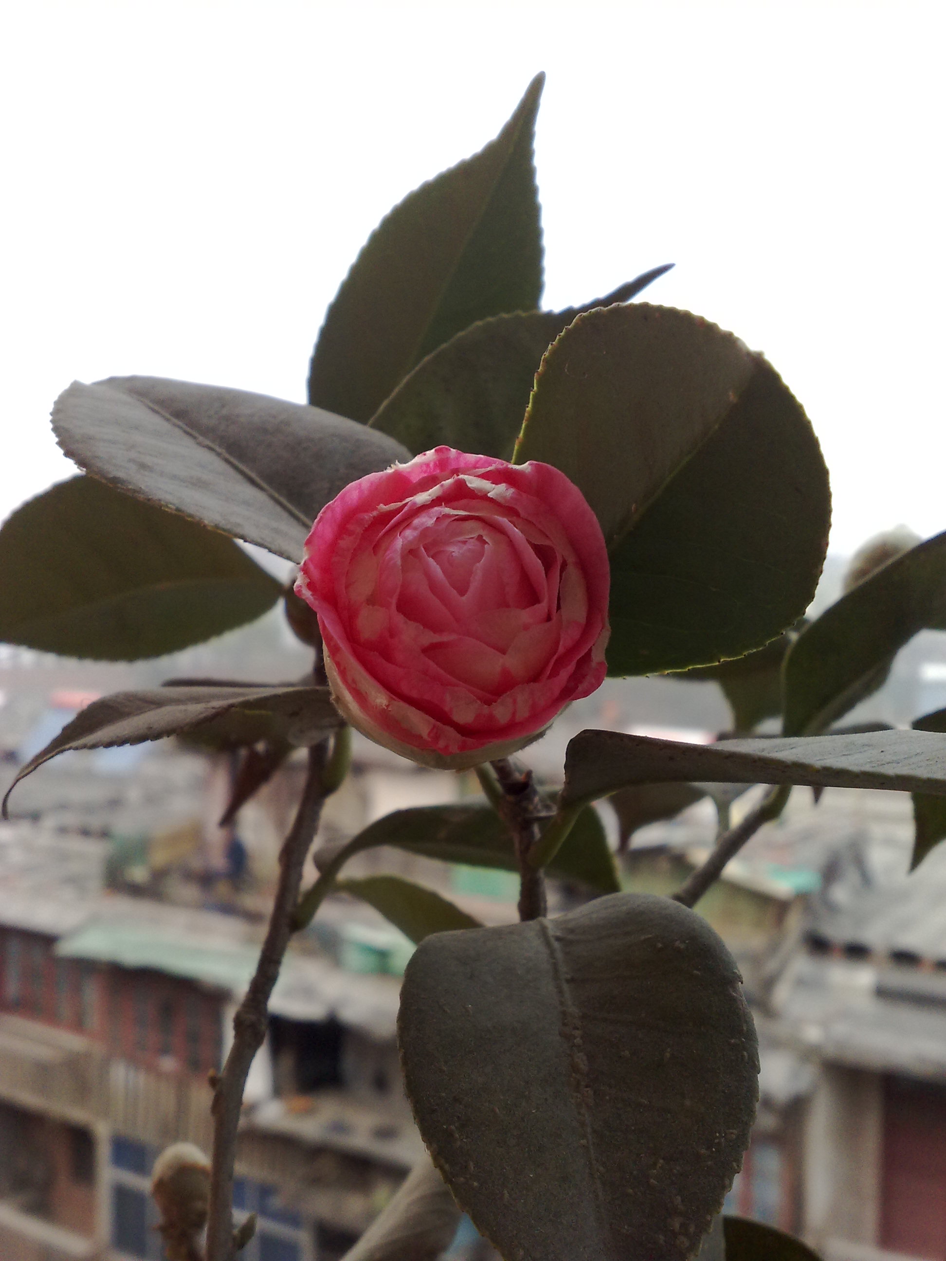 20090320162.jpg