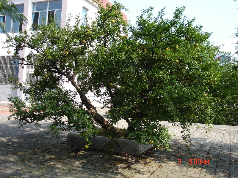 Է-ʯ1.jpg