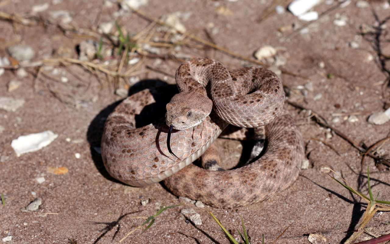 Diamondback.jpg