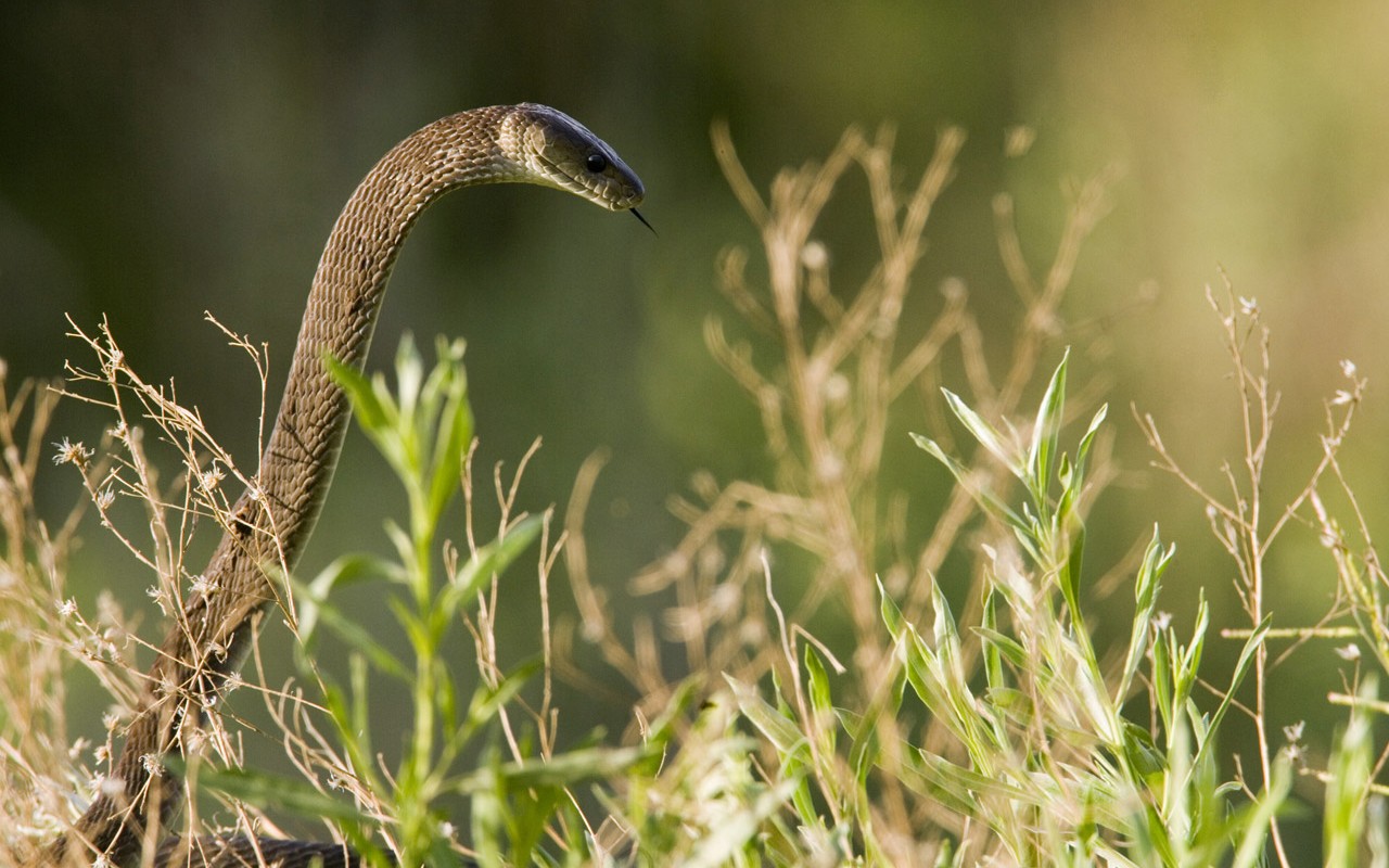 Black Mamba.jpg