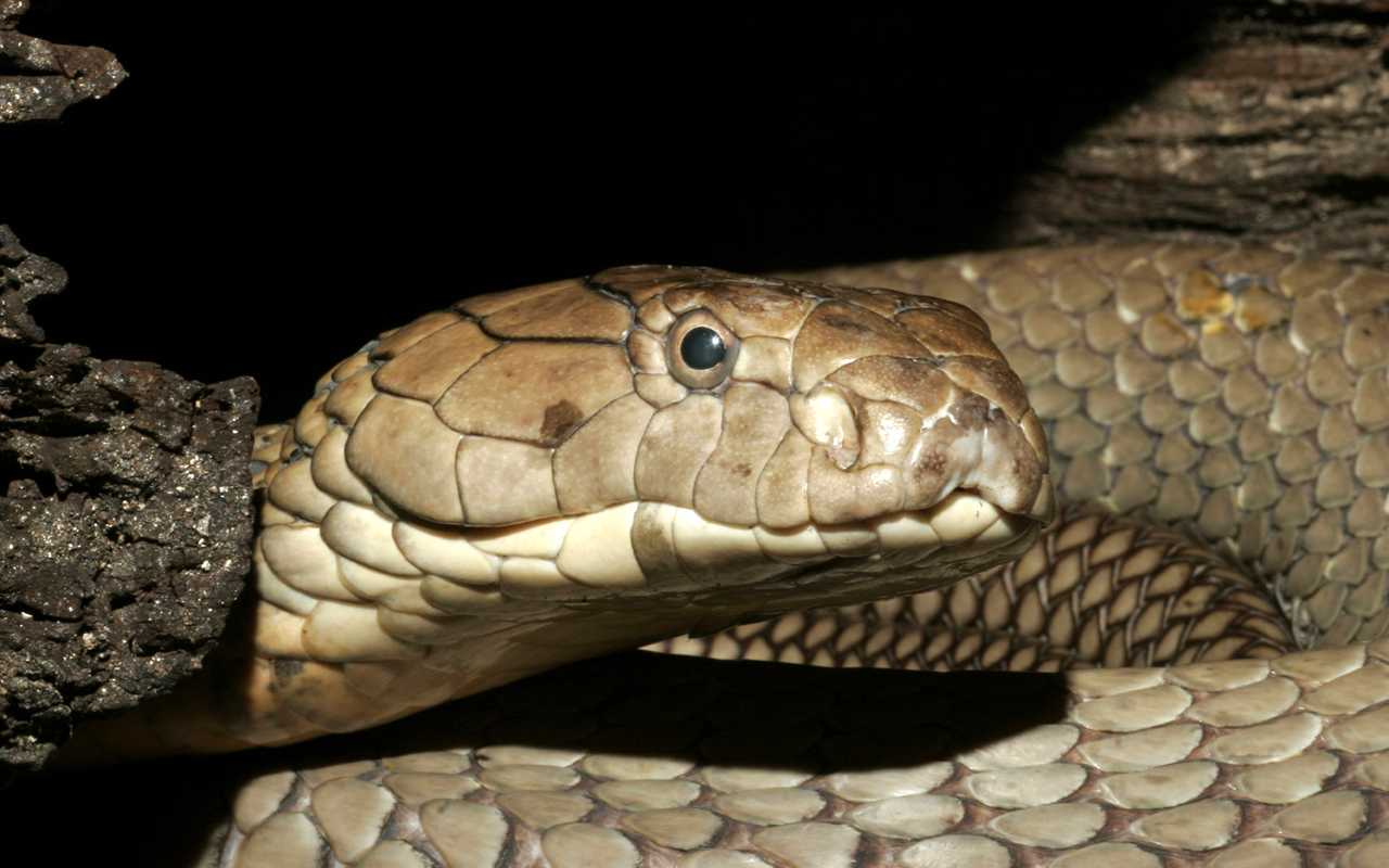 King cobra.jpg