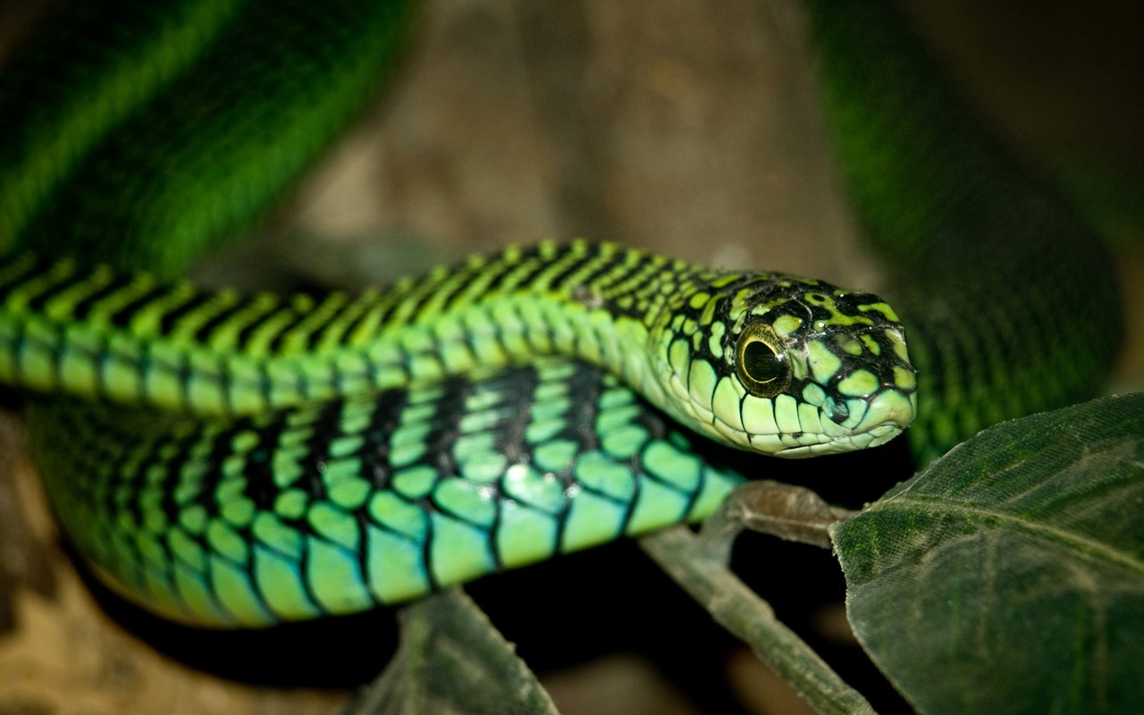 Boomslang.jpg