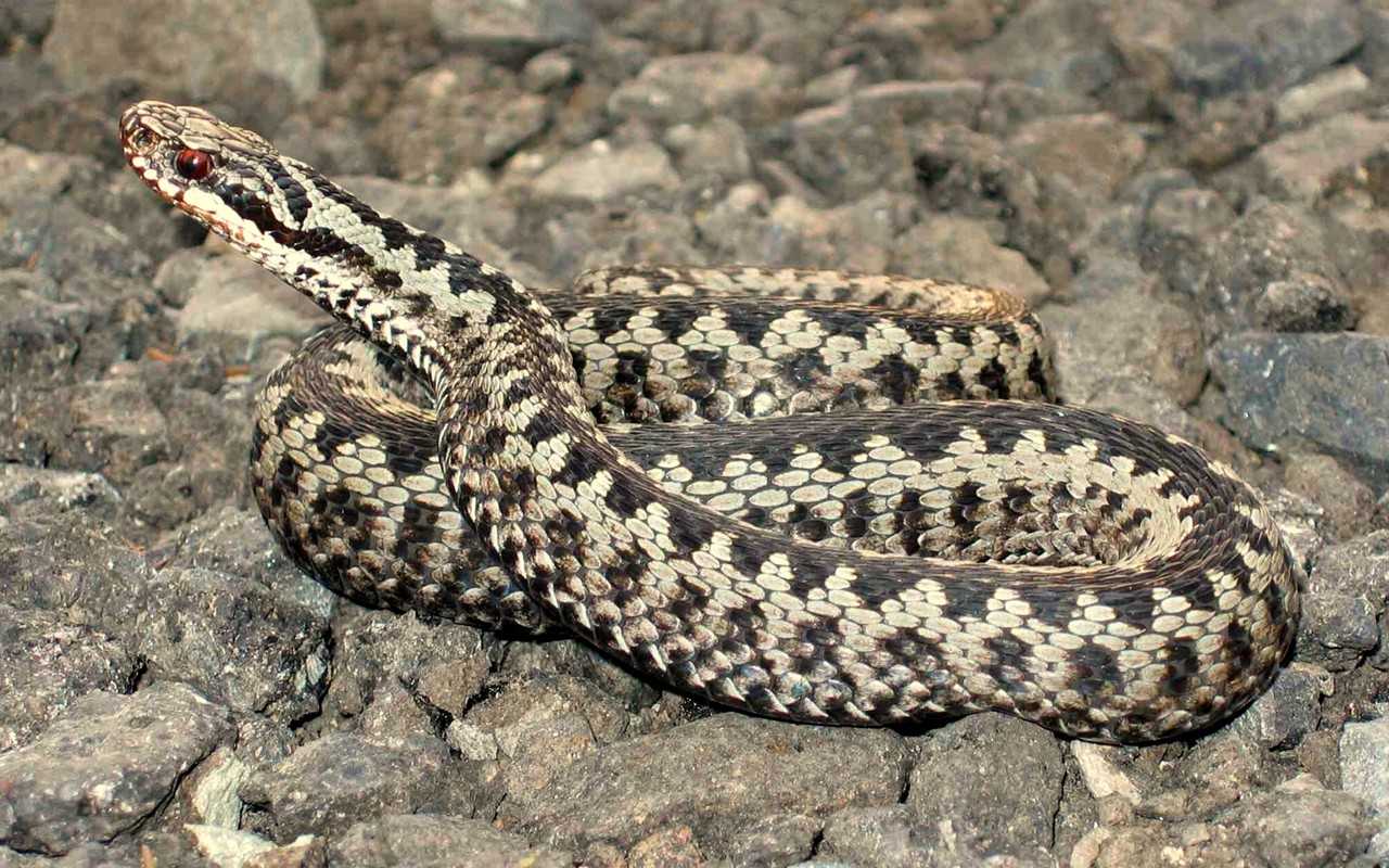 Vipera berus.jpg