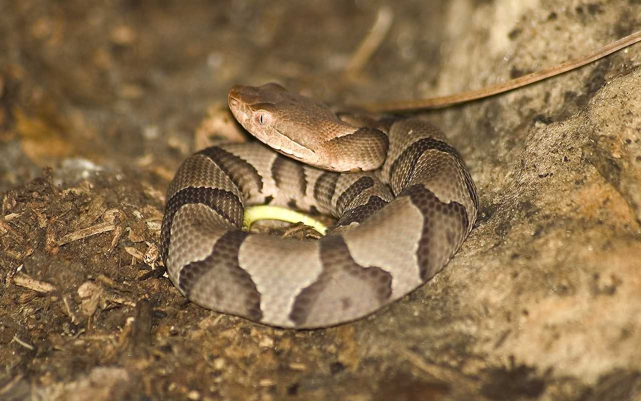Copperhead.jpg