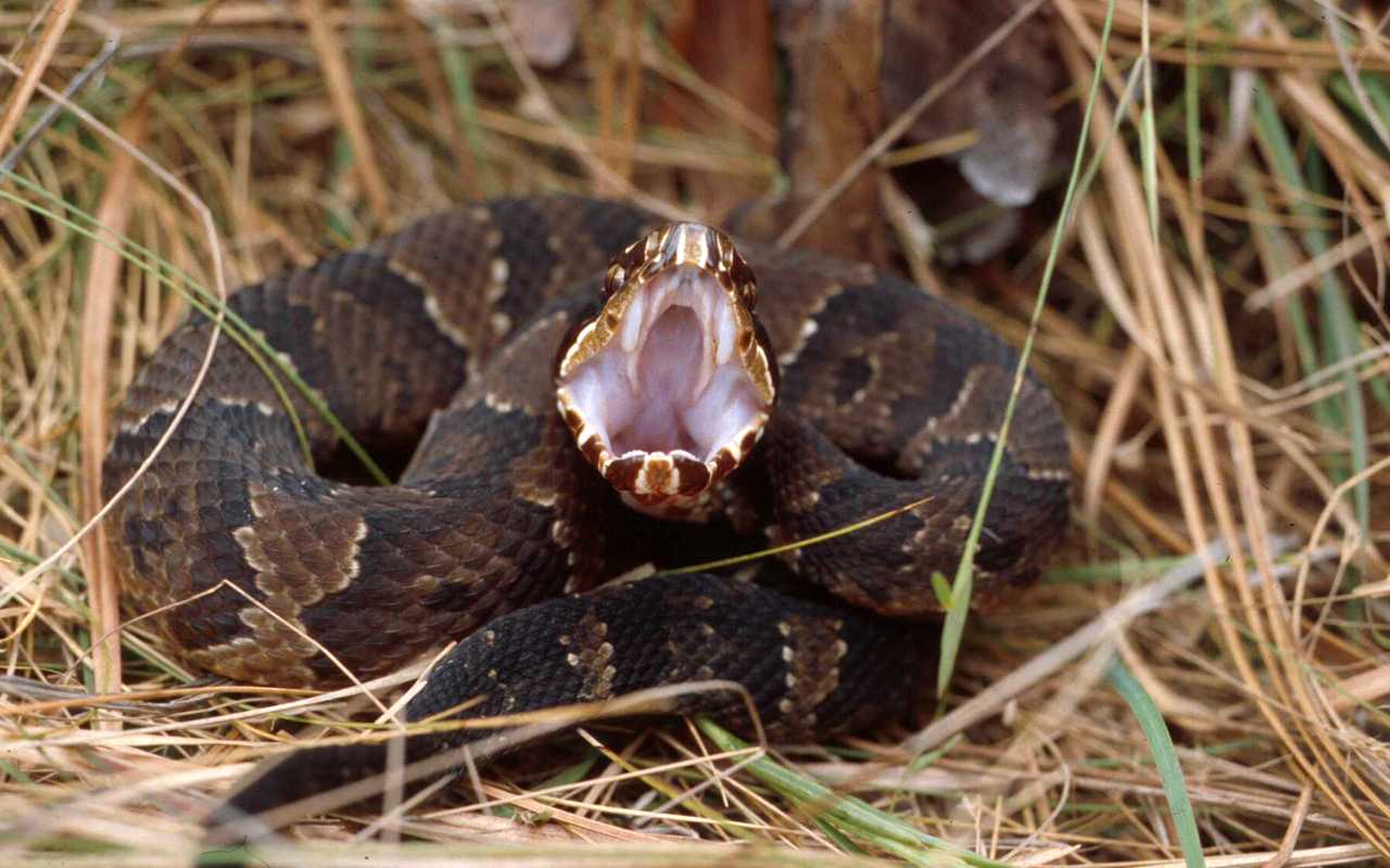 Cottonmouth.JPG