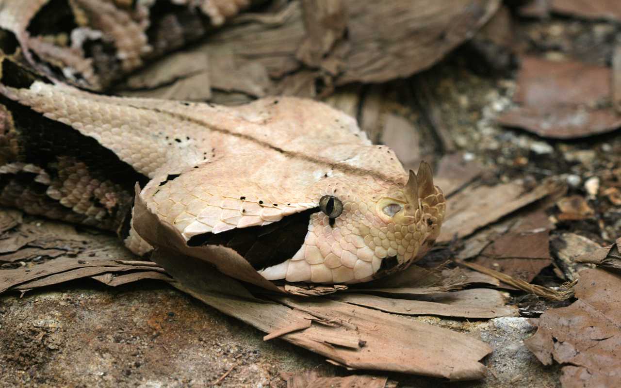 Gaboon Viper.jpg