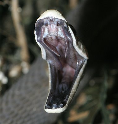 black mamba 03.jpg