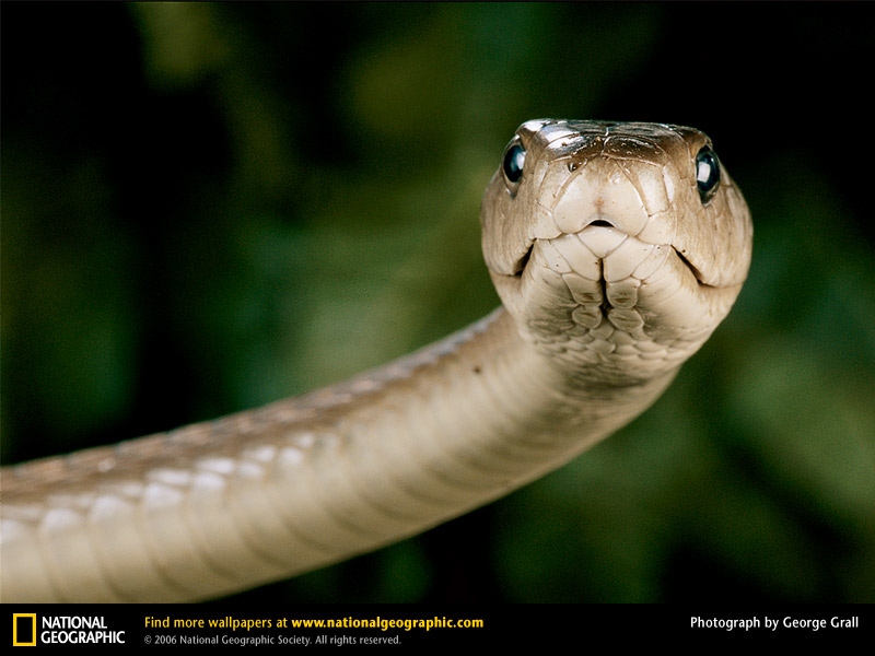 black mamba 01.jpg