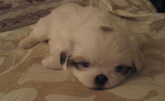 Ū�˸�С���ӵ���� ���̡�