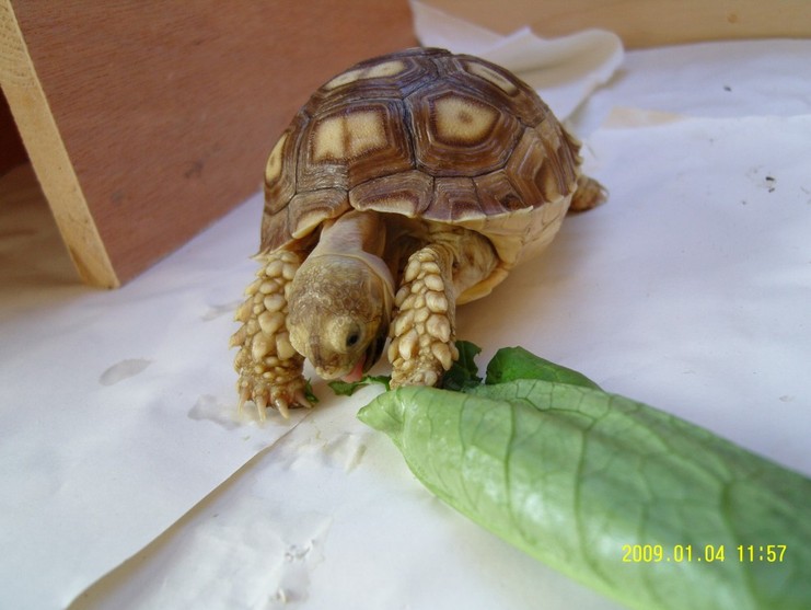 �ط�����ͼ���͸�xln1120