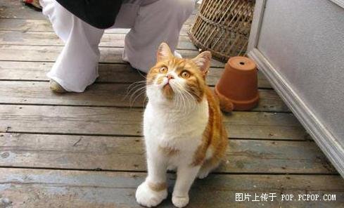 ��Ц��ͼƬ-�������è����۷��桫��