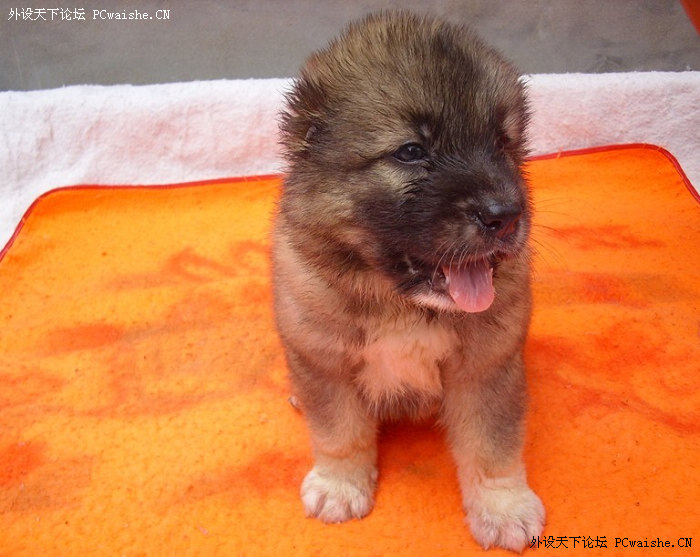 ���Ҽ�������С�һ������񣡣��߼�����