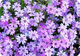 210642_207017641_hnzouxxl.jpg