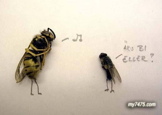 ��Ӭ�ǵĿ����������
