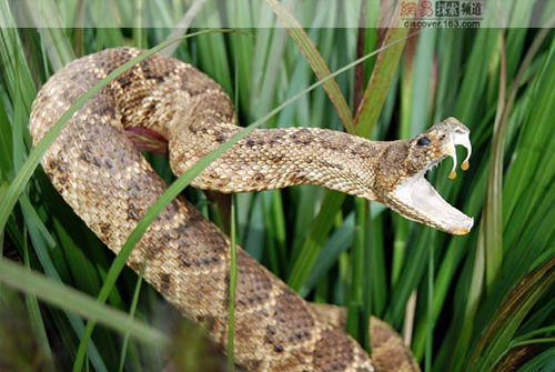 ��֪ʶ���ռ����������綾����С�����������ӳ�~~~~~~~~~~~~~~~