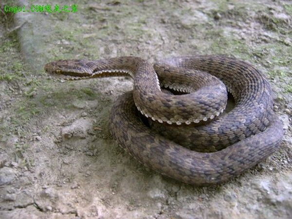 ��֪ʶ���ռ����������綾����С�����������ӳ�~~~~~~~~~~~~~~~