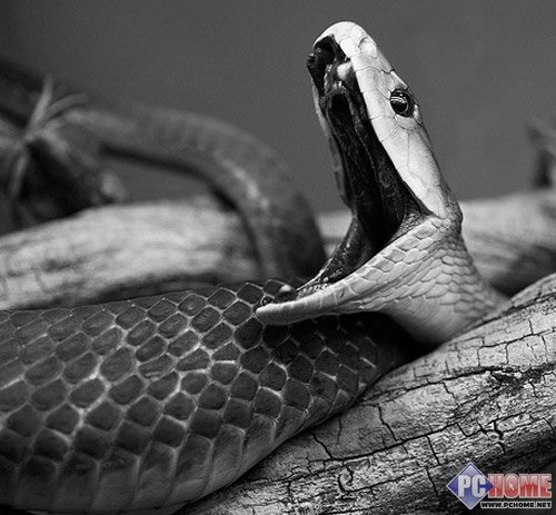 ��֪ʶ���ռ����������綾����С�����������ӳ�~~~~~~~~~~~~~~~