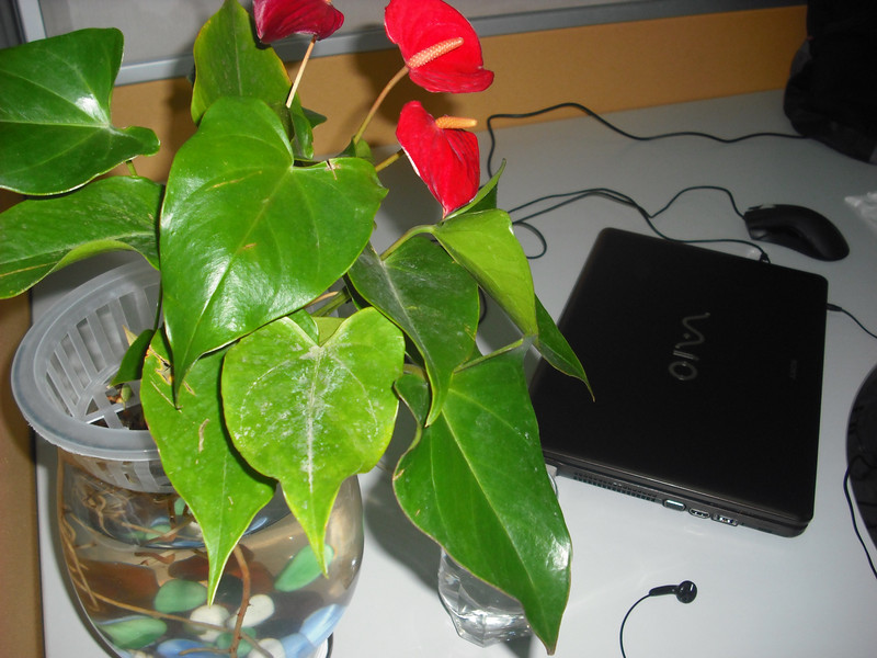 �����ѳ������������ֳ�DELL 2209WA ��1250��8������