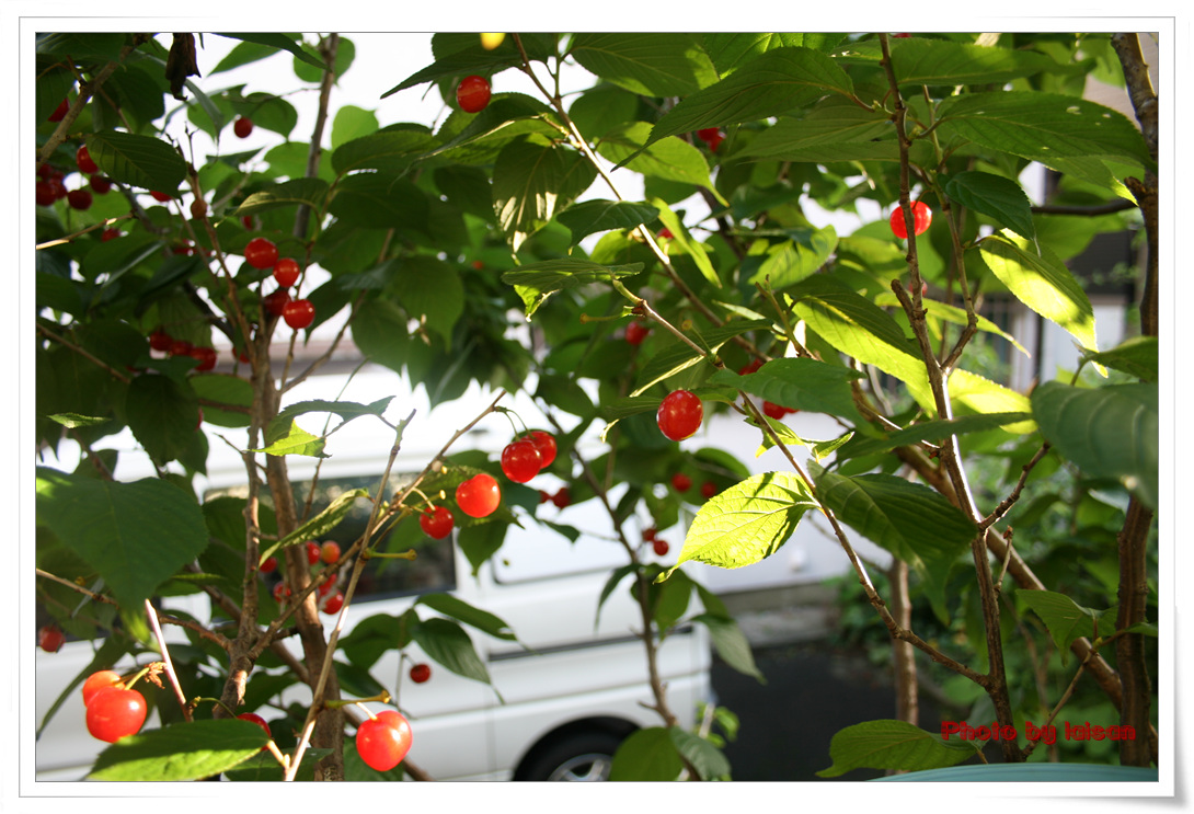 Cherryռء֣ʻˬ١
