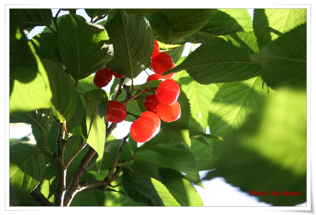 Cherryռء֣ʻˬ١