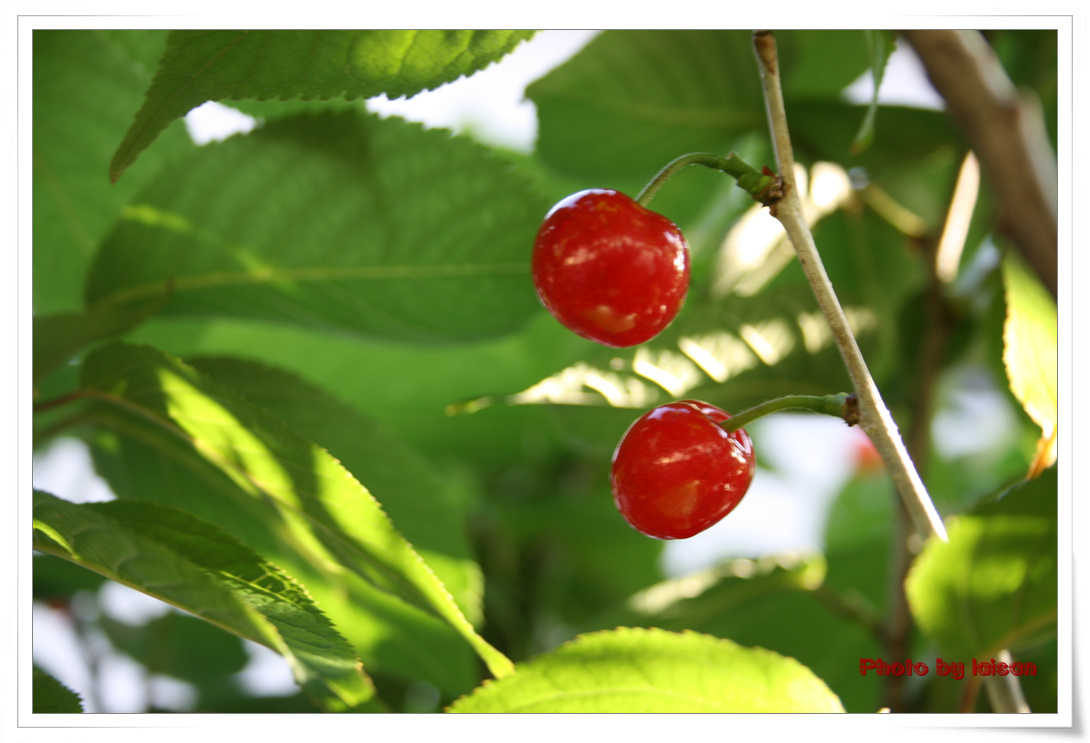 Cherryռء֣ʻˬ١