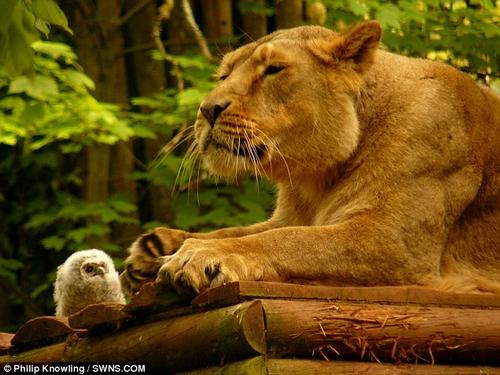 ~��г��᣺Сèͷӥ�ʹ�è������3��~