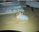 �ɶ���������MX518�������ҧ�ˣ�������ɶ�취�޸���