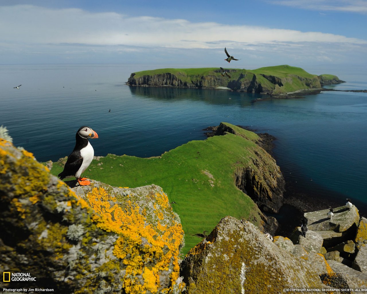 puffin.jpg