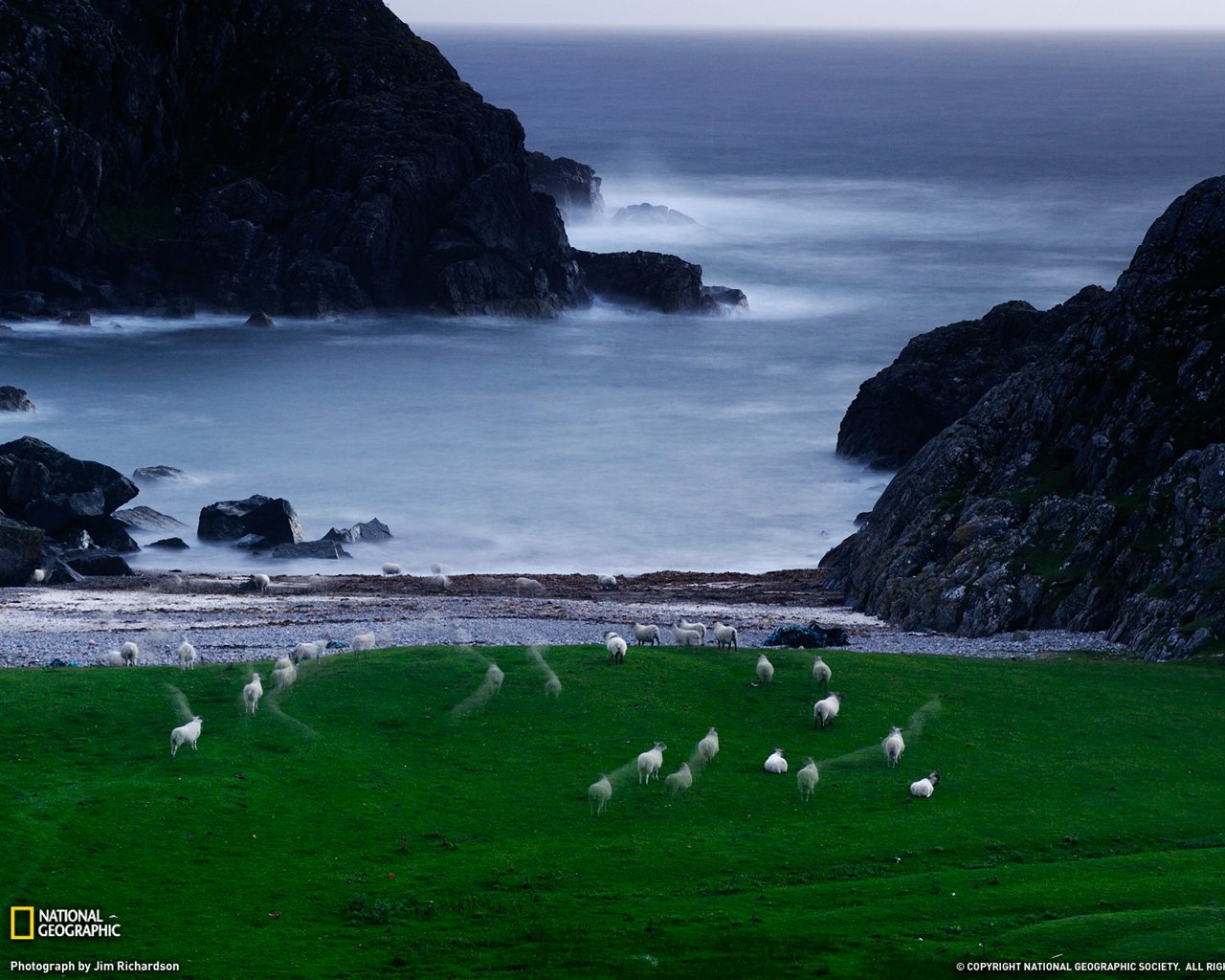 sheep.jpg