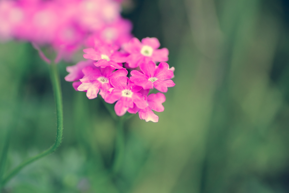 �ڽ��״γ���С����ͼ���ţ���������