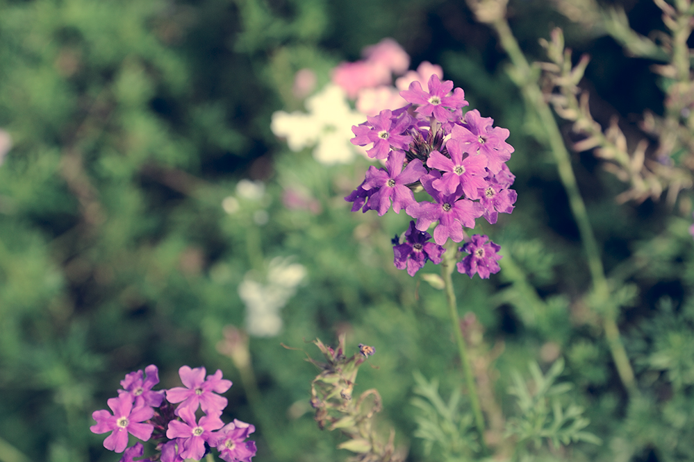 �ڽ��״γ���С����ͼ���ţ���������