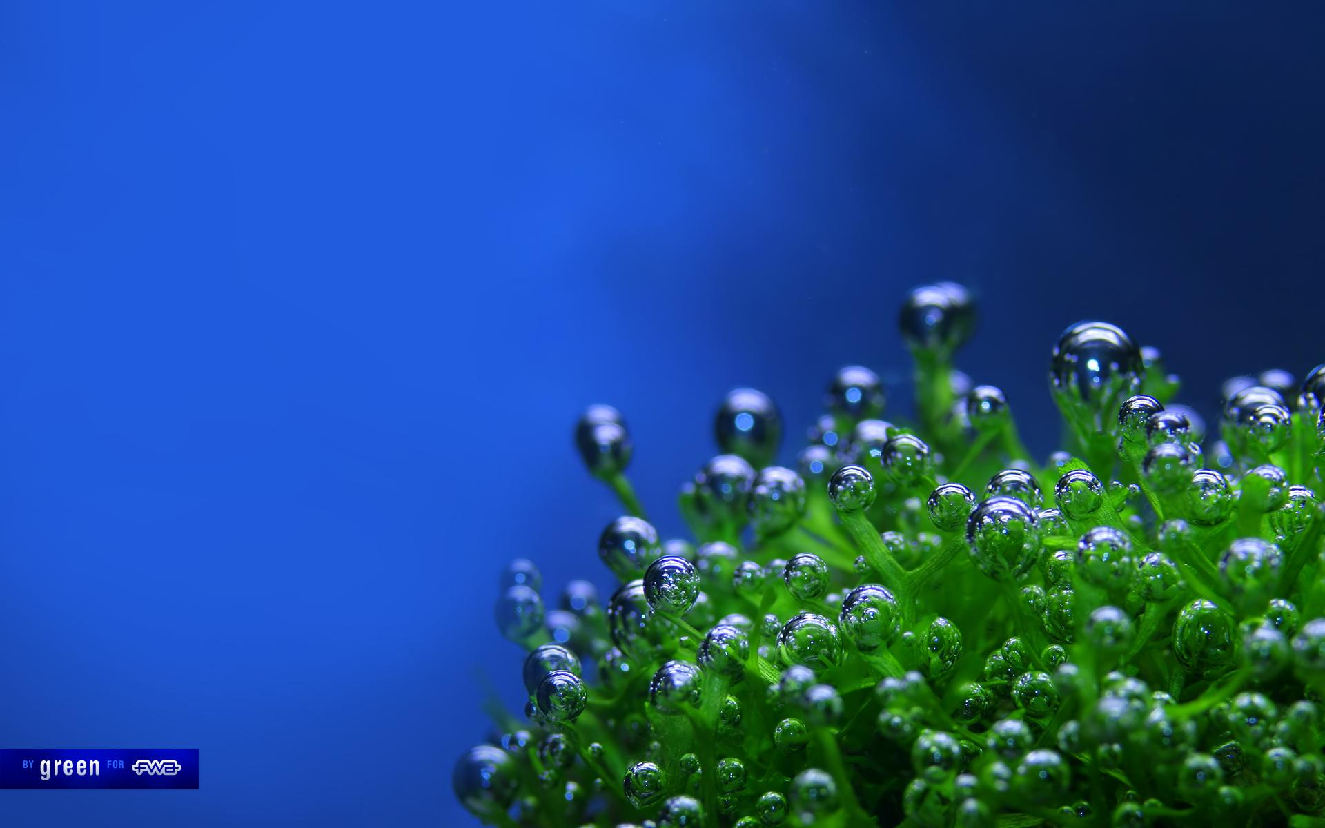 2green_fwa1920x1200.jpg
