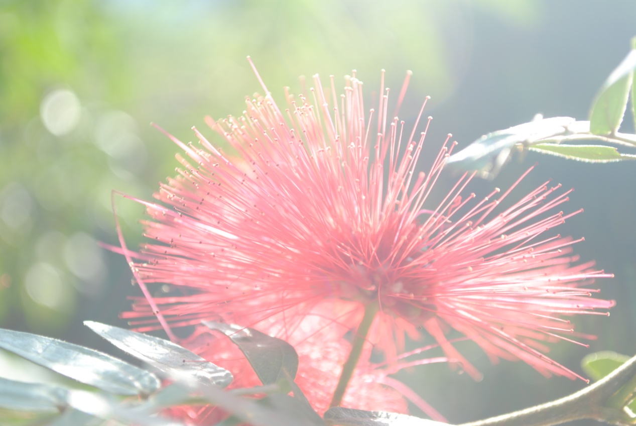 ɹ��ĩ�乫԰�����ģ���ͼ��ɱè��