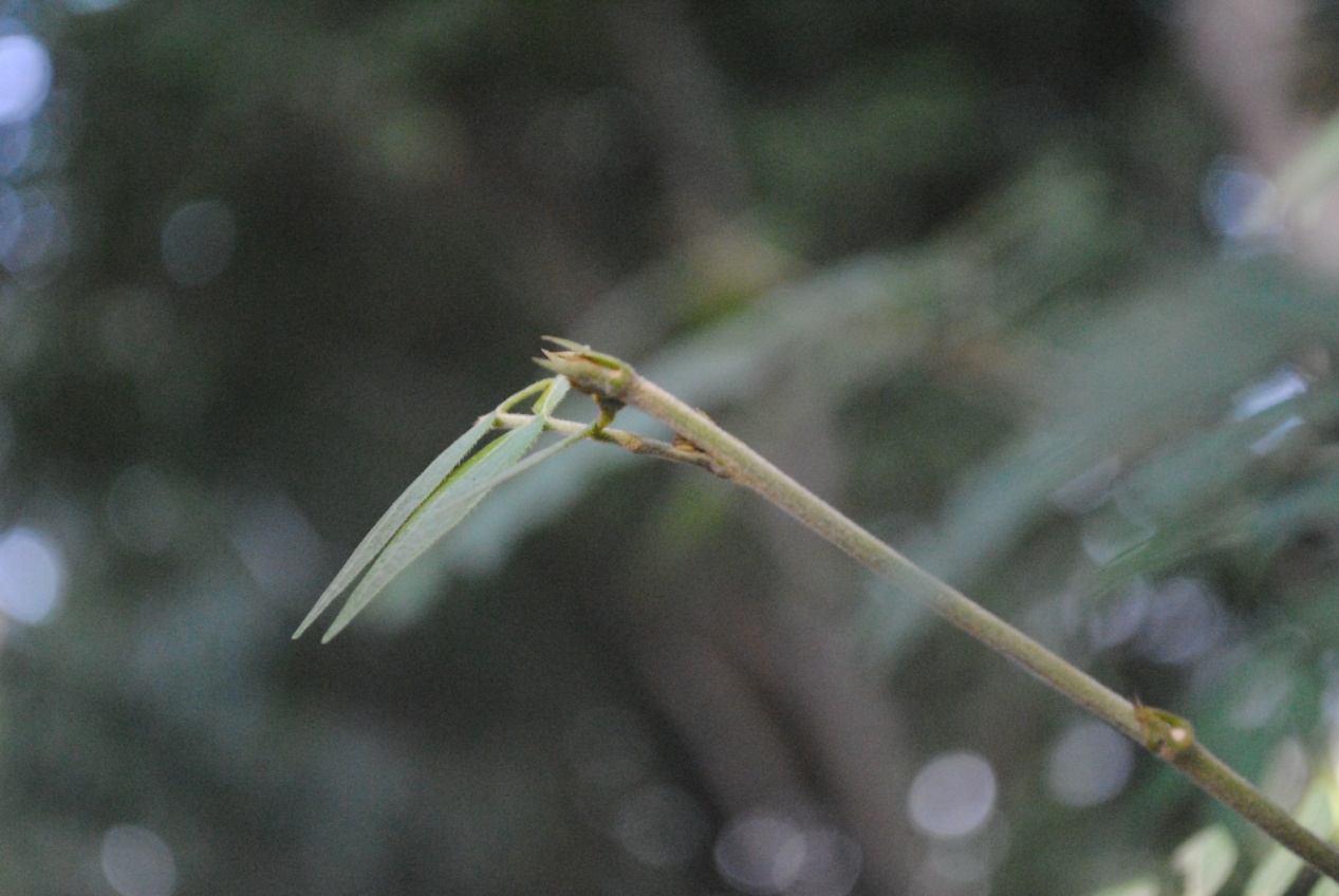 ɹ��ĩ�乫԰�����ģ���ͼ��ɱè��