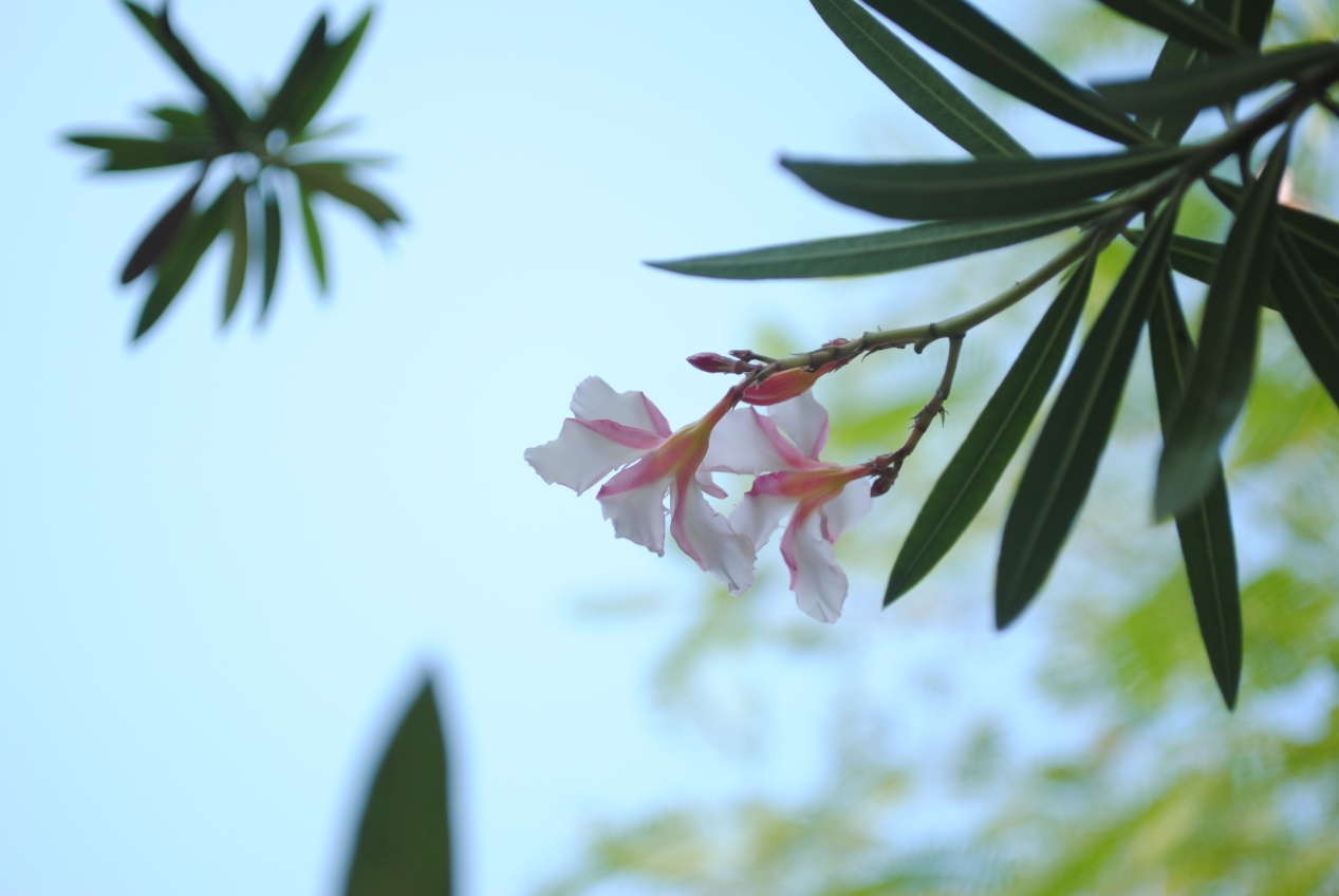 ɹ��ĩ�乫԰�����ģ���ͼ��ɱè��