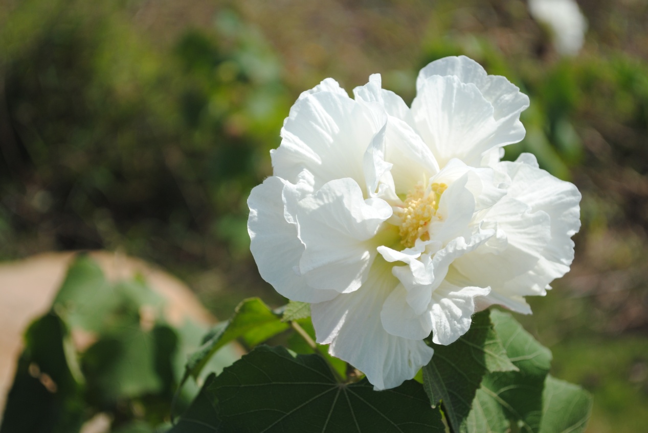 ɹ��ĩ�乫԰�����ģ���ͼ��ɱè��