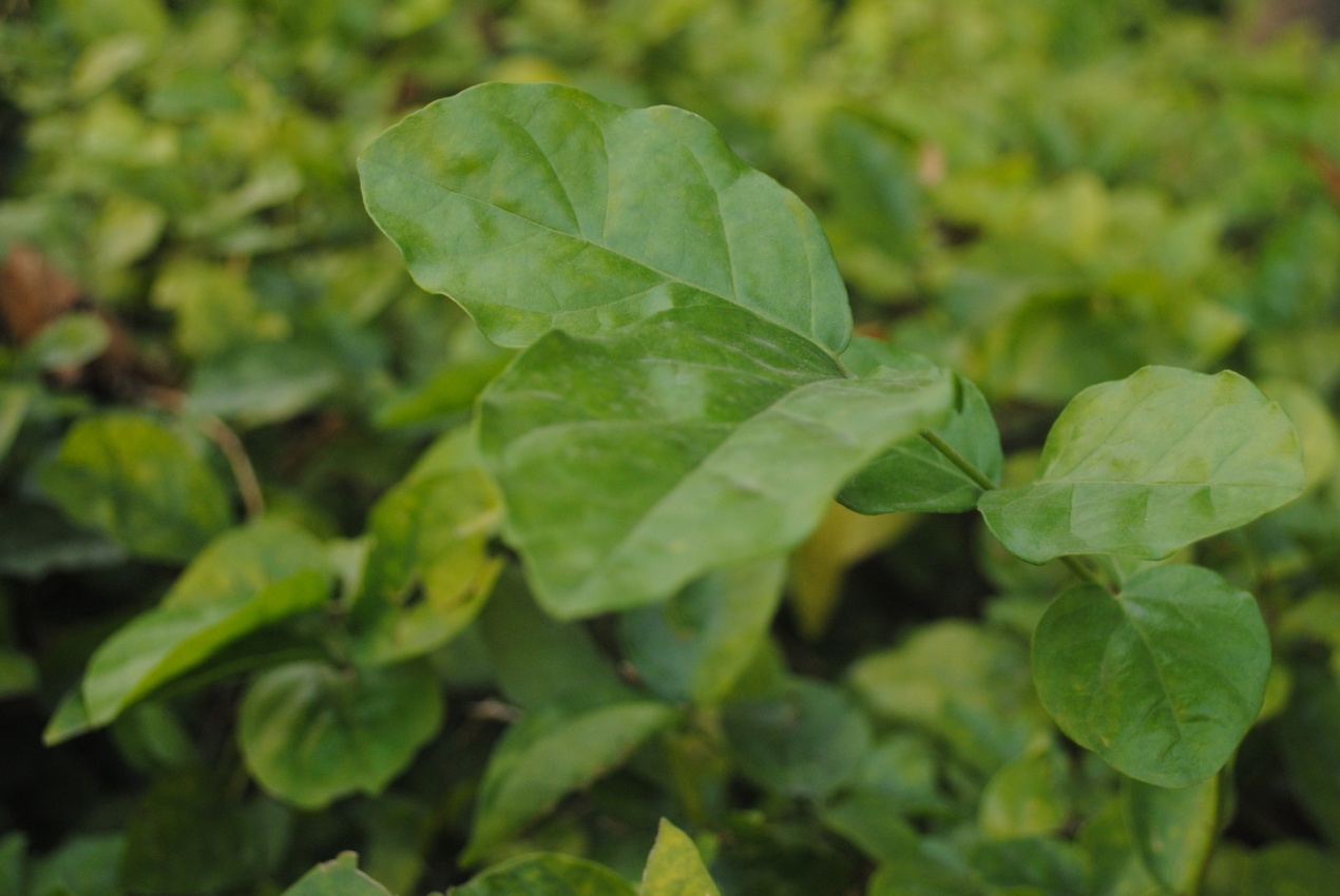 ɹ��ĩ�乫԰�����ģ���ͼ��ɱè��