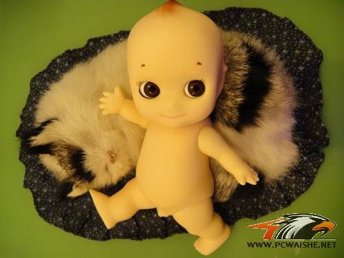 ����֪���ж���è������è��̳�ѽ���ɹɹ�Լ��ı����ɣ�