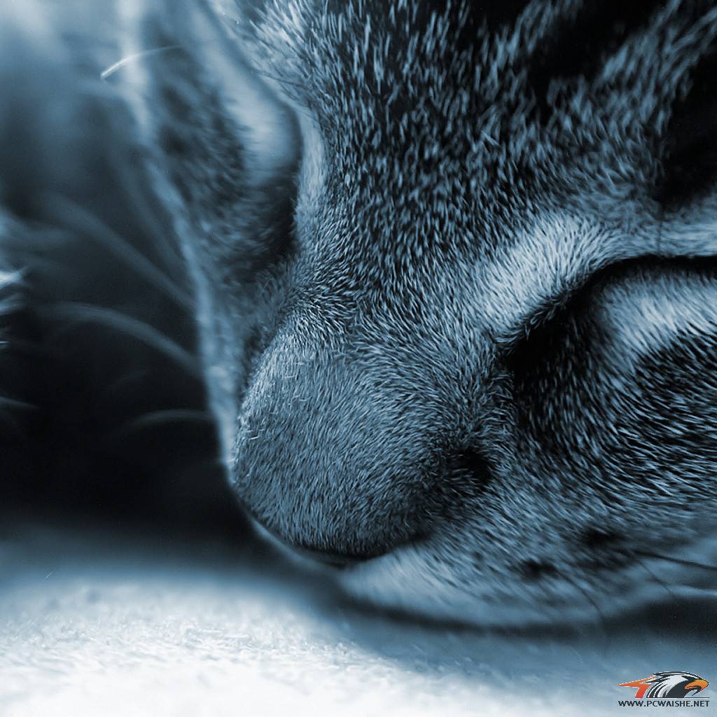 wallpaper-135372_.jpg