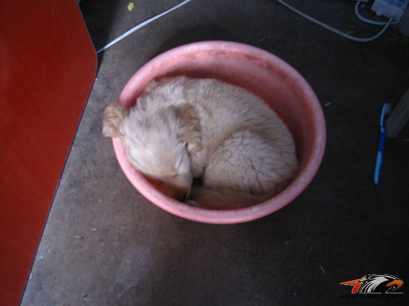 ����������ɹС����𣿹���