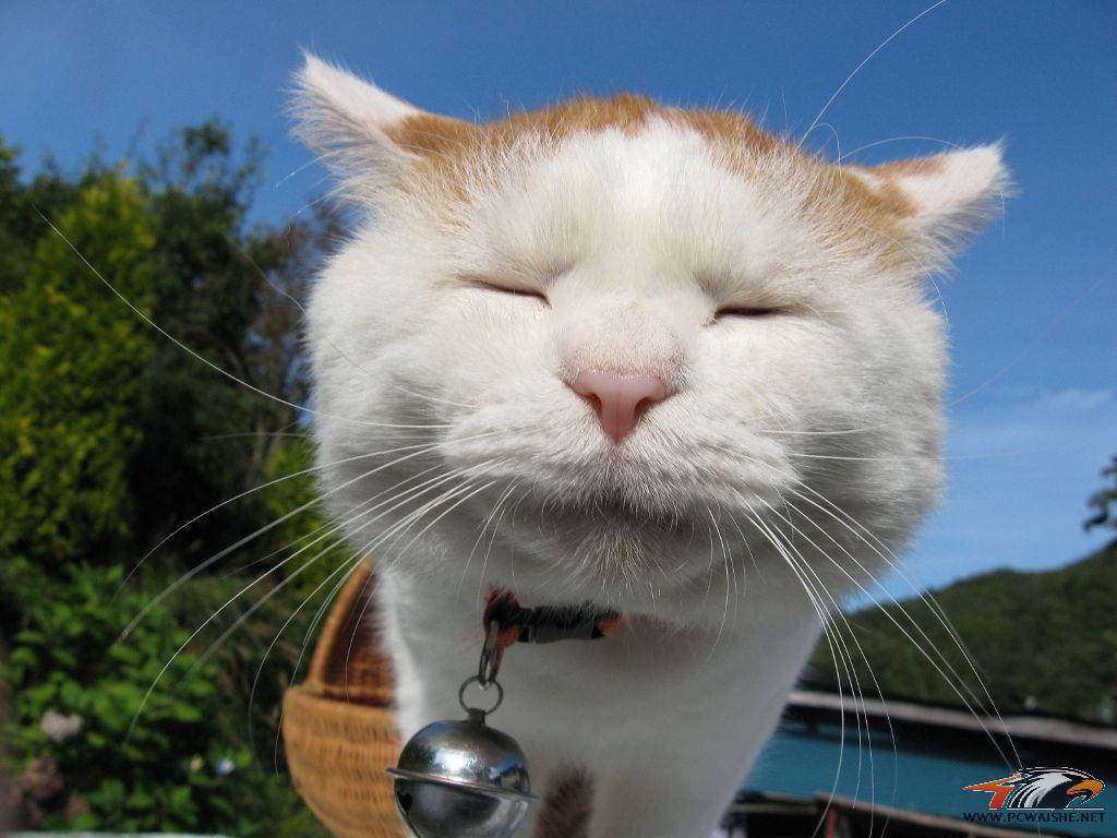 è��ƽ����...