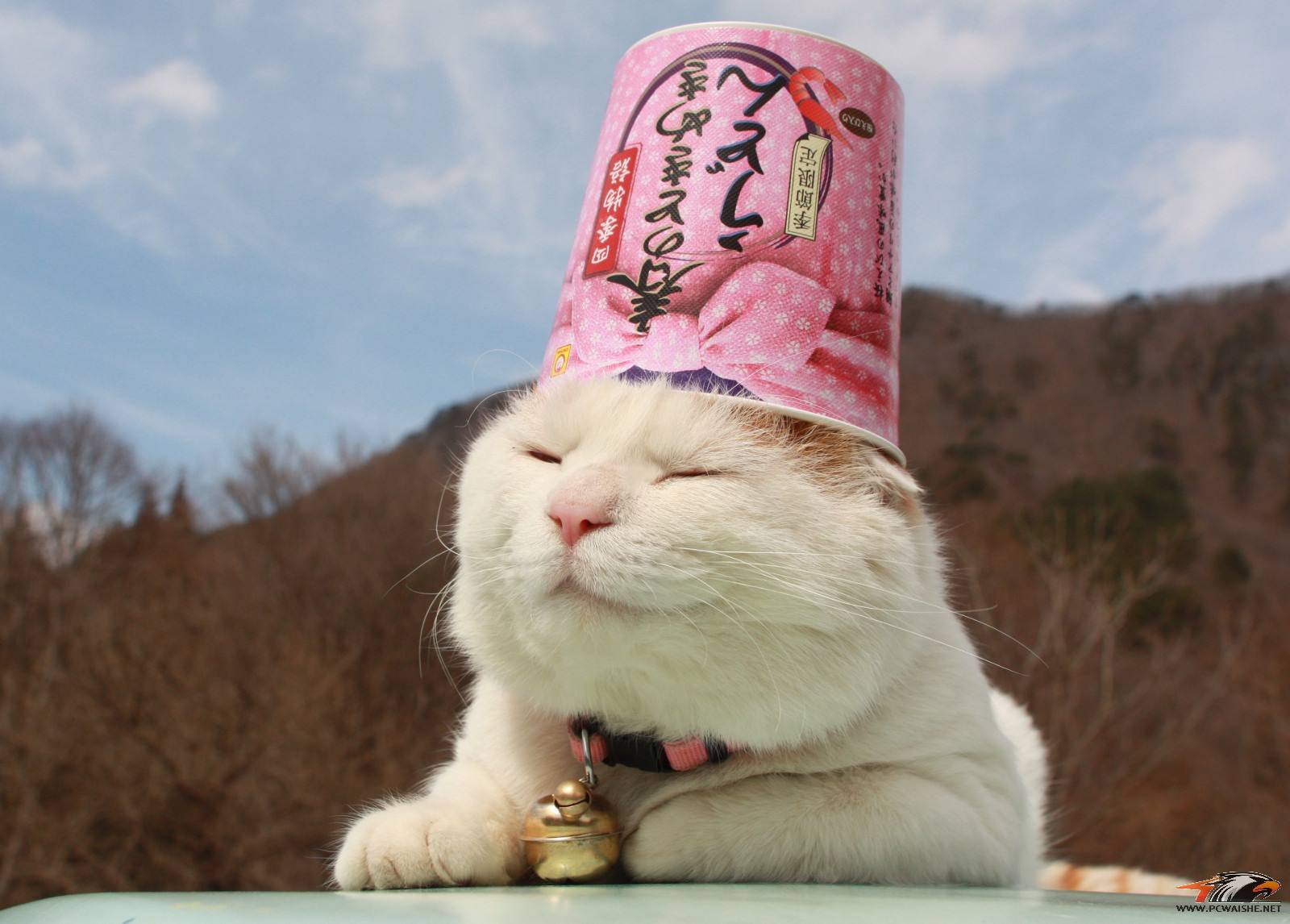 è��ƽ����...