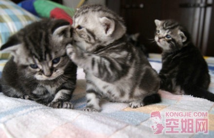 ���ǿ϶����ڱ���������