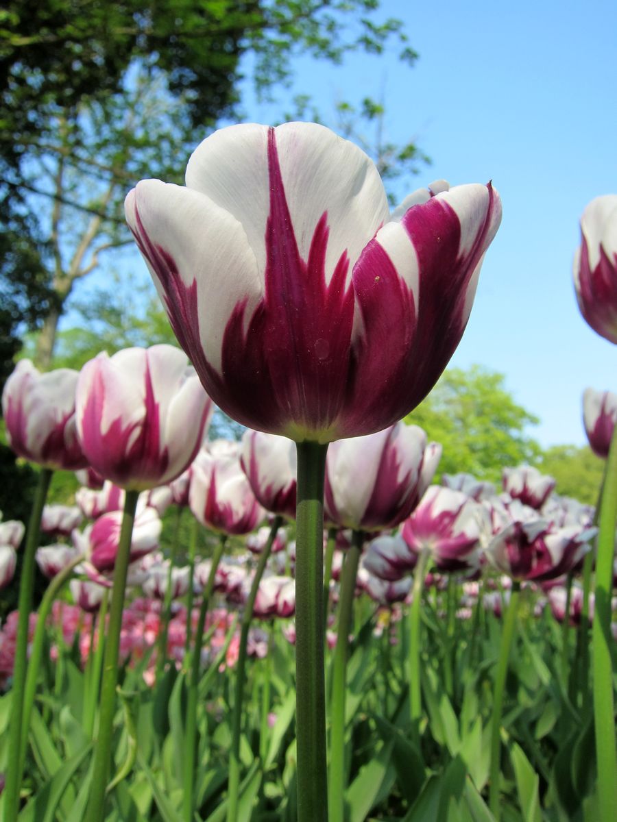 ����&�¹�ʮһ��������֮�ã��ǳ���ͼ�����룩����һ�θ���6.24��