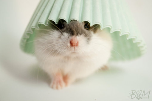 ��ͼ����ͼ��Ψ��ͼ~~~~~~~~